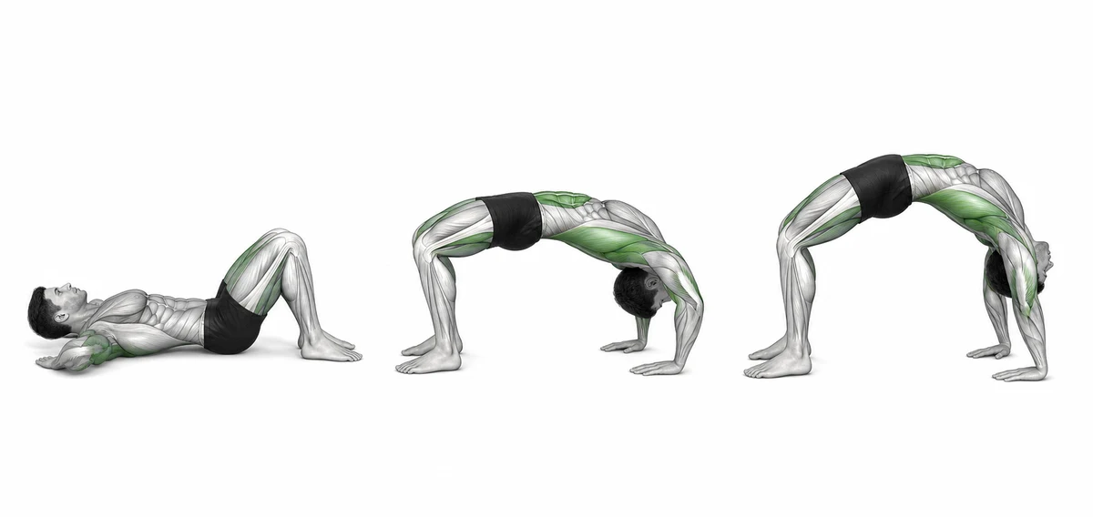 ድልድይ Backbend — በሁለቱም እጆች እና እግሮች ግፊትን ያሰራጩ እና የትከሻ መክፈቻን ቀስ በቀስ ይጨምሩ።
