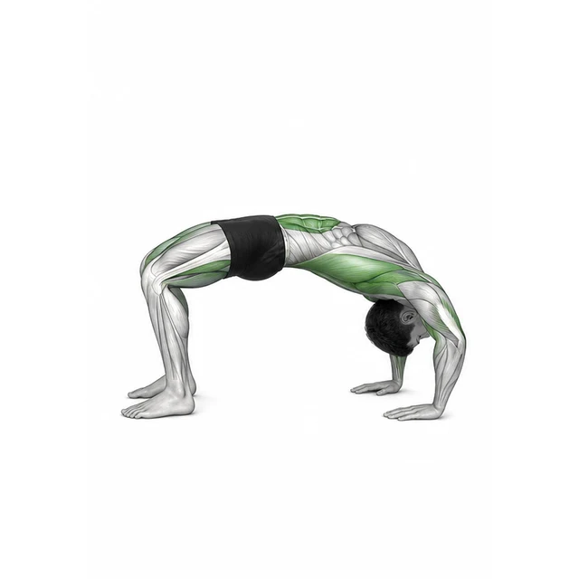 ድልድይ Backbend በማከናወን ላይ ሳለ ቁልፍ የጋራ trajectories
በሂደት ላይ ያለውን የእንቅስቃሴ እና የእንቅስቃሴ መጠን ያረጋግጡ
