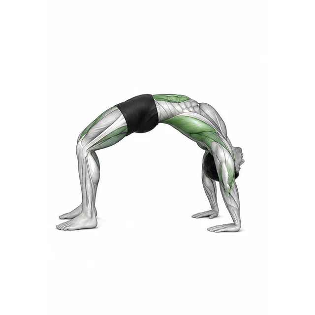 ድልድይ Backbend — የሚቆጣጠረው ክልል ትክክለኛው የክወና ክልል ነው።